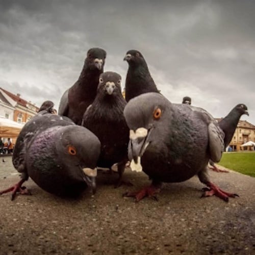 Foto macro piccioni gang
