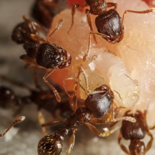 Foto macro formiche che mangiano